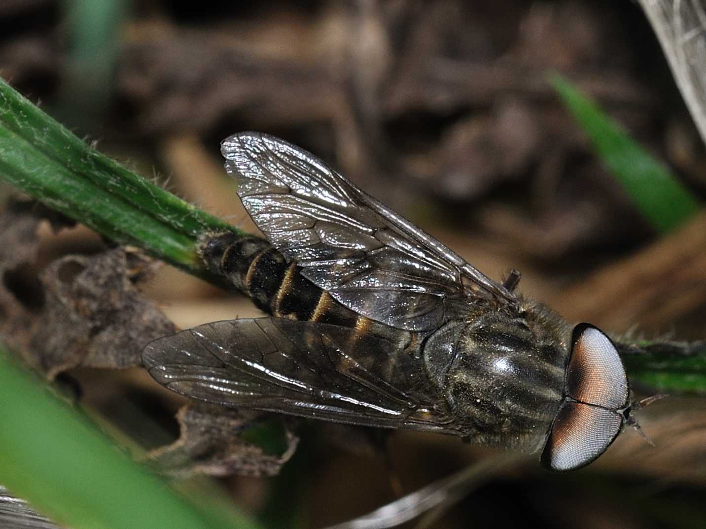 ID Tabanidae